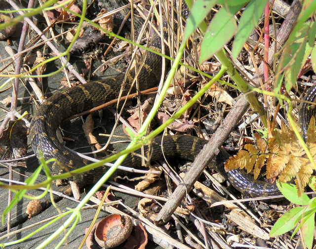 Northern Water Snake (Nerodia sipedon)