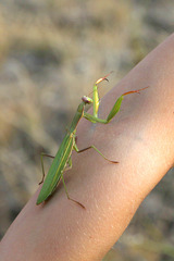 Praying Mantis