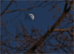 Moon mooning Monday
