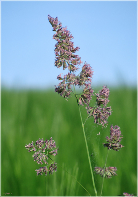 Gewöhnliches Knäuelgras (Dactylis glomerata)