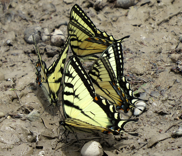 Eastern Tiger Swallowtail (Papilio glaucus)