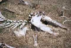 Die Knochen der irgendwelchen Tiere in Jermakiw-Insel