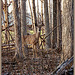 Young Doe, Obscured by Branches