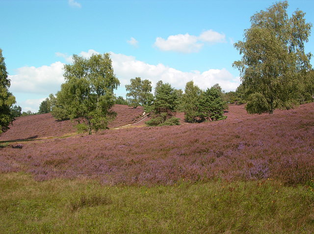 Heideblüte im Fischbektal