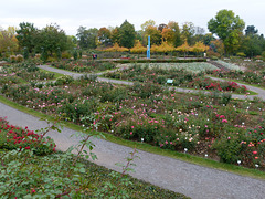 Rosarium Sangerhausen im Oktober