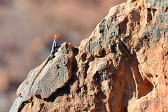 Agame des rochers mâle