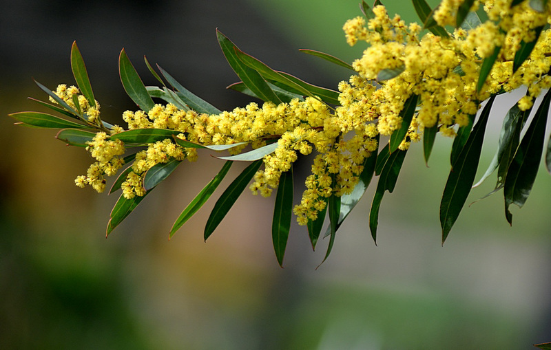 Acacia Rubida