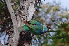 Ringnecked Parrot