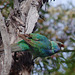 Ringnecked Parrot