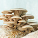 Mushroom beauty