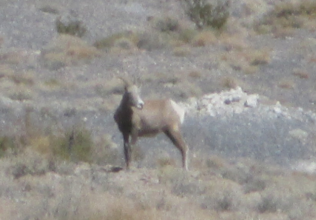 Cerro Gordo 39