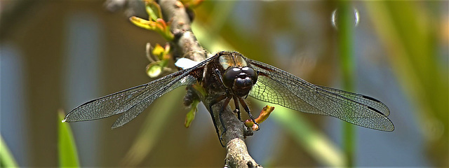 Broad-Bodied Chaser. Libellula depressa. Male