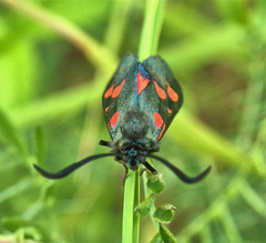 Studies of The Six Spot Burnet Moth