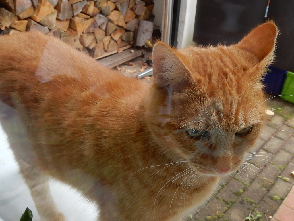 Besuch am Fenster