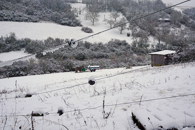 Ein winterlicher Gruß - A winter greeting