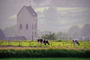 HFF-for everyone,friday -31-5-2024-church-cows of Ransdael,----