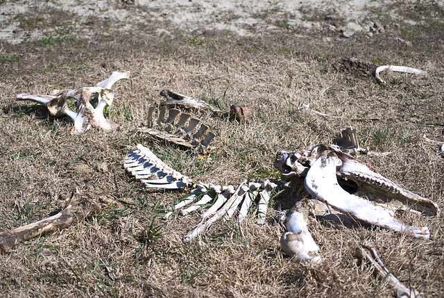 Die Knochen der irgendwelchen Tiere in Jermakiw-Insel