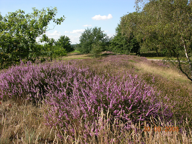 Heideblüte in den Boberger Dünen