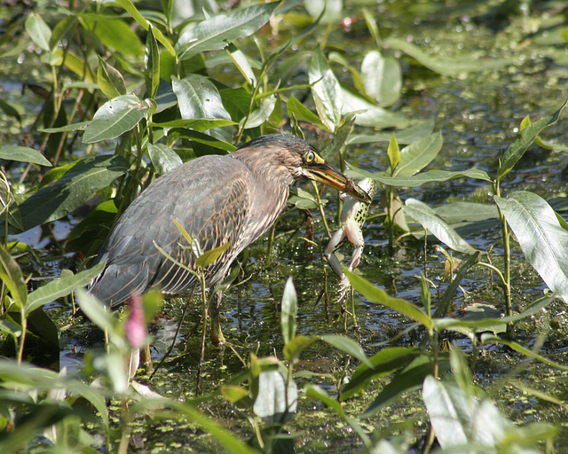 green heron / héron vert