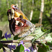 Un Petit paon de nuit (Saturnia Pavonia)