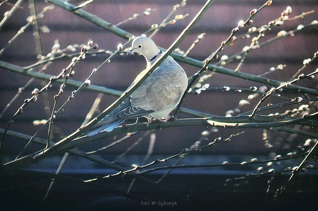 Streptopelia decaocto, Eurasian collared dove pushing catkins