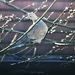 Streptopelia decaocto, Eurasian collared dove pushing catkins