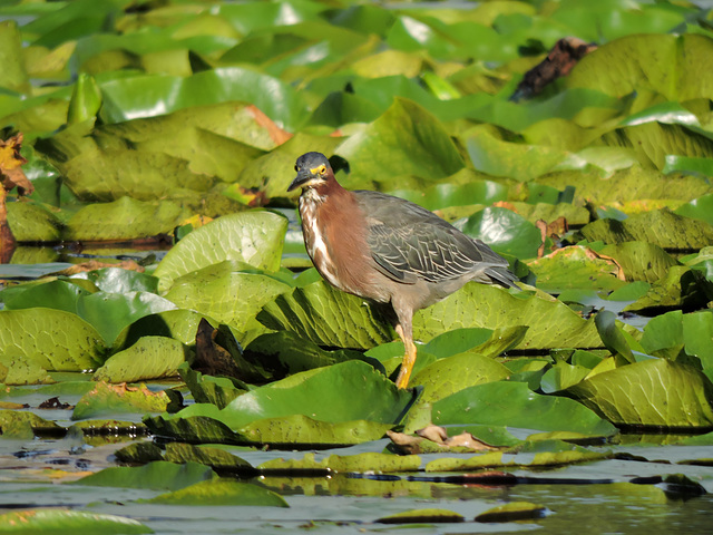 Green Heron