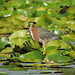 Green Heron