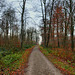 Weg im Schellenberger Wald (Essen-Stadtwald) / 1.12.2019