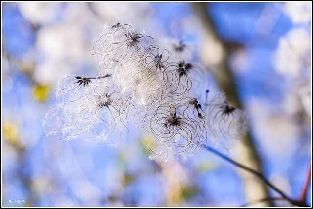 Clematis Vitalva