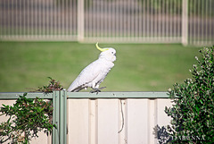 Cocky on fence