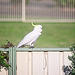 Cocky on fence