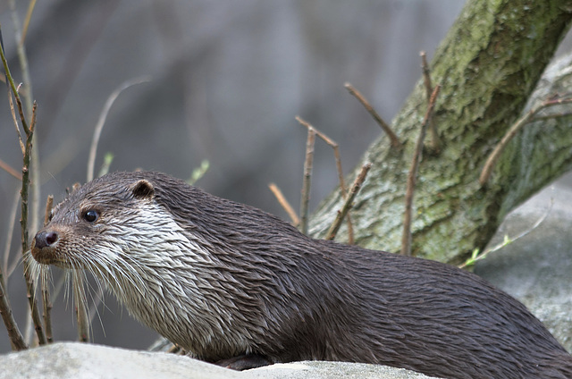 Loutre