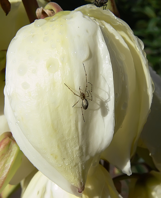 Little spider on a flower