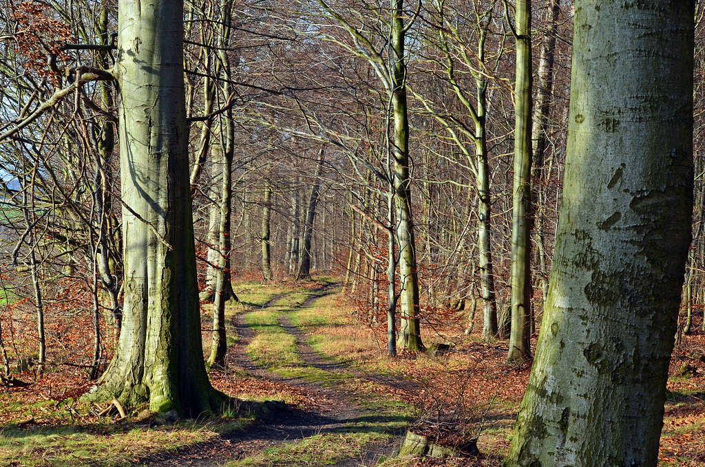 Waldweg