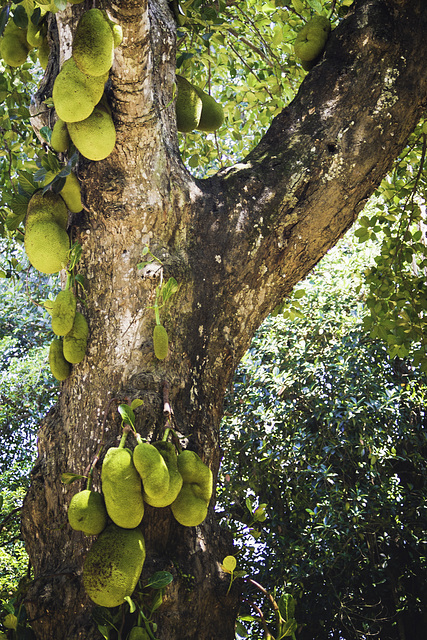 Jackfruit tree