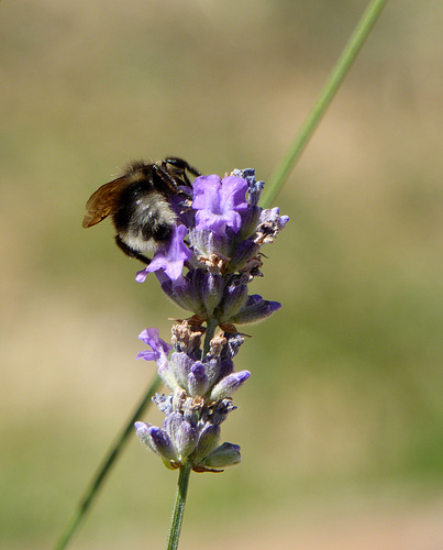 adoro la lavanda :)