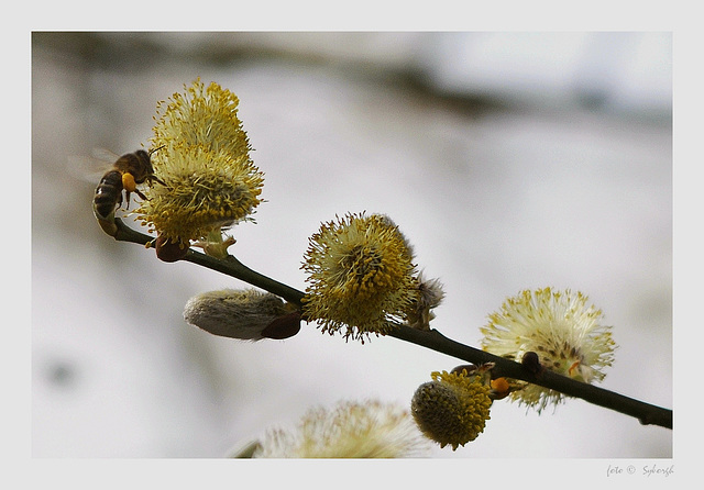 wild bee with elbow pads on blooming willow catkins