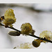 wild bee with elbow pads on blooming willow catkins