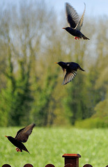 Startled Starlings