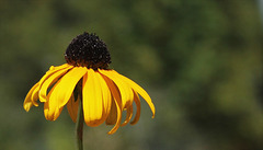 Rudbeckia