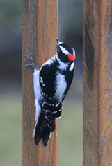 Male Downy Woodpecker