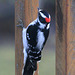 Male Downy Woodpecker