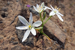 Ornithogalum broteroi