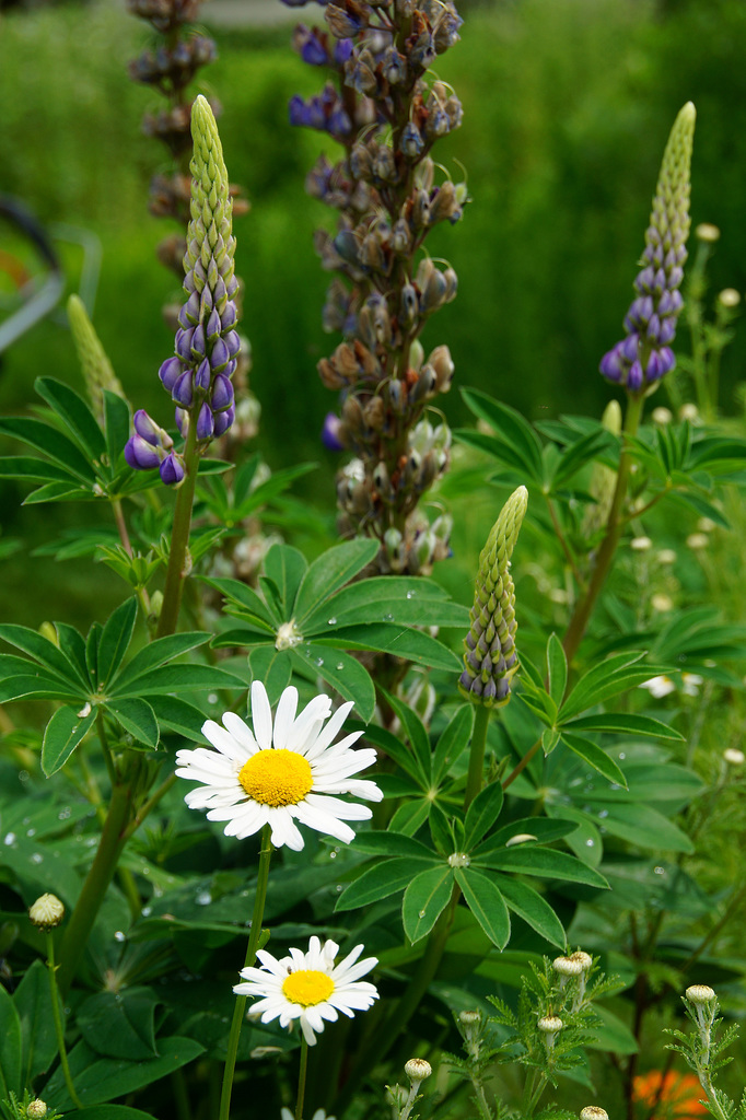 Margeriten vor Lupine