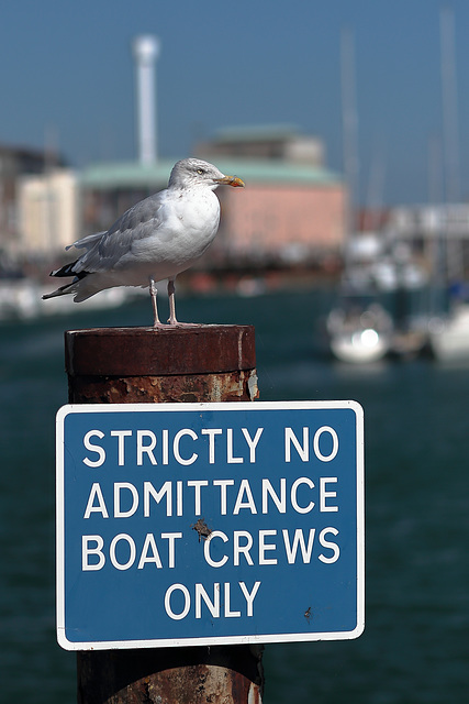 EOS 6D Peter Harriman 14 09 55 02753 Gull dpp