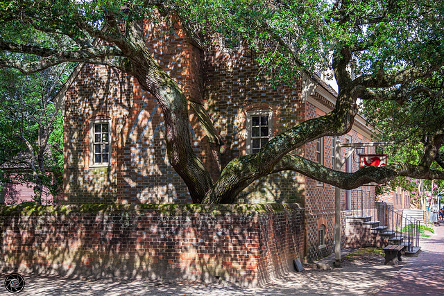 Shadow Tree