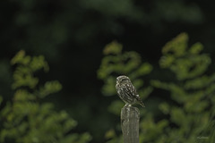 Une petite boule de plumes.