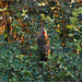 Flicker into the holly berries