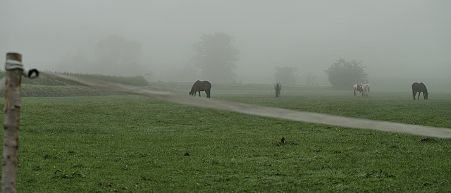 Horse Mist ;-))))